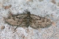 Eupithecia ericeata