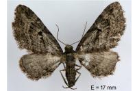 Eupithecia ericeata