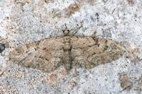 Eupithecia pusillata