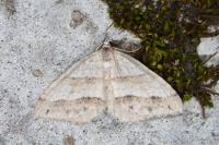 Mesotype parallelolineata