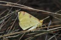 Opisthograptis luteolata
