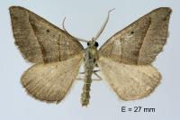 Scotopteryx luridata/mucronata