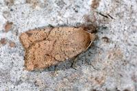 Propenistra laevis