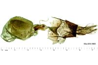 Propenistra laevis