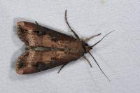 Agrotis ipsilon