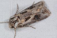 Agrotis vestigialis
