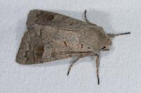Ammoconia caecimacula
