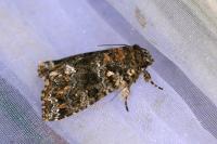 Callopistria latreillei