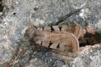 Eugnorisma glareosa