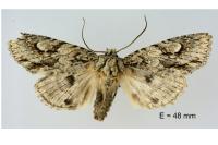 Meganephria bimaculosa