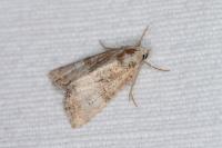 Mesoligia furuncula