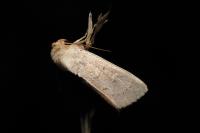 Mythimna ferrago