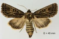 Tholera decimalis