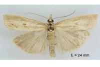 Agriphila inquinatella