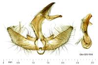 Agriphila inquinatella