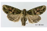 Dryobotodes eremita
