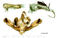 Dryobotodes eremita