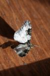 Xanthorhoe fluctuata