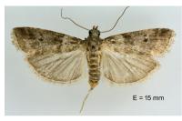 Acrobasis consociella