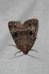 Amphipyra pyramidea