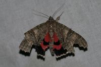 Catocala nupta