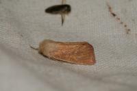 Denticucullus pygmina
