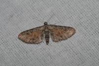 Eupithecia icterata