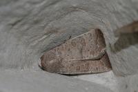 Hoplodrina ambigua