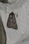 Mesapamea secalella/secalis