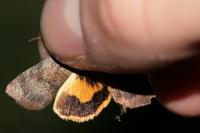 Noctua janthe