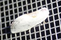 Cilix hispanica