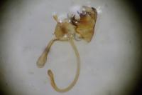 Cilix hispanica
