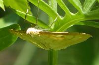 Paratalanta hyalinalis
