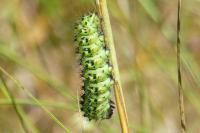 Saturnia pavonia