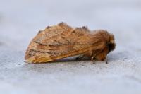 Ptilophora plumigera