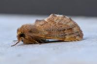 Ptilophora plumigera