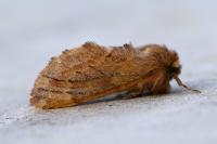Ptilophora plumigera