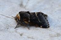 Poecilocampa populi populi