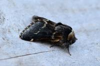 Poecilocampa populi populi
