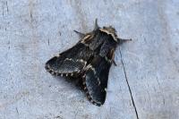 Poecilocampa populi populi