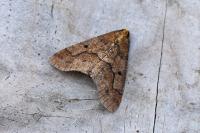 Erannis defoliaria