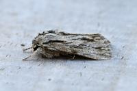 Asteroscopus sphinx