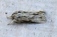 Asteroscopus sphinx