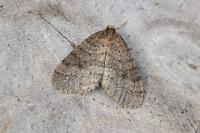 Operophtera brumata