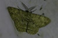 Hypomecis punctinalis