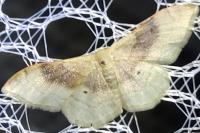 Idaea degeneraria