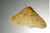 Phigaliohybernia aurantiaria