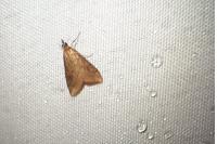 Udea ferrugalis