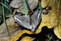 Chesias legatella