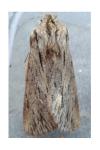 Asteroscopus sphinx